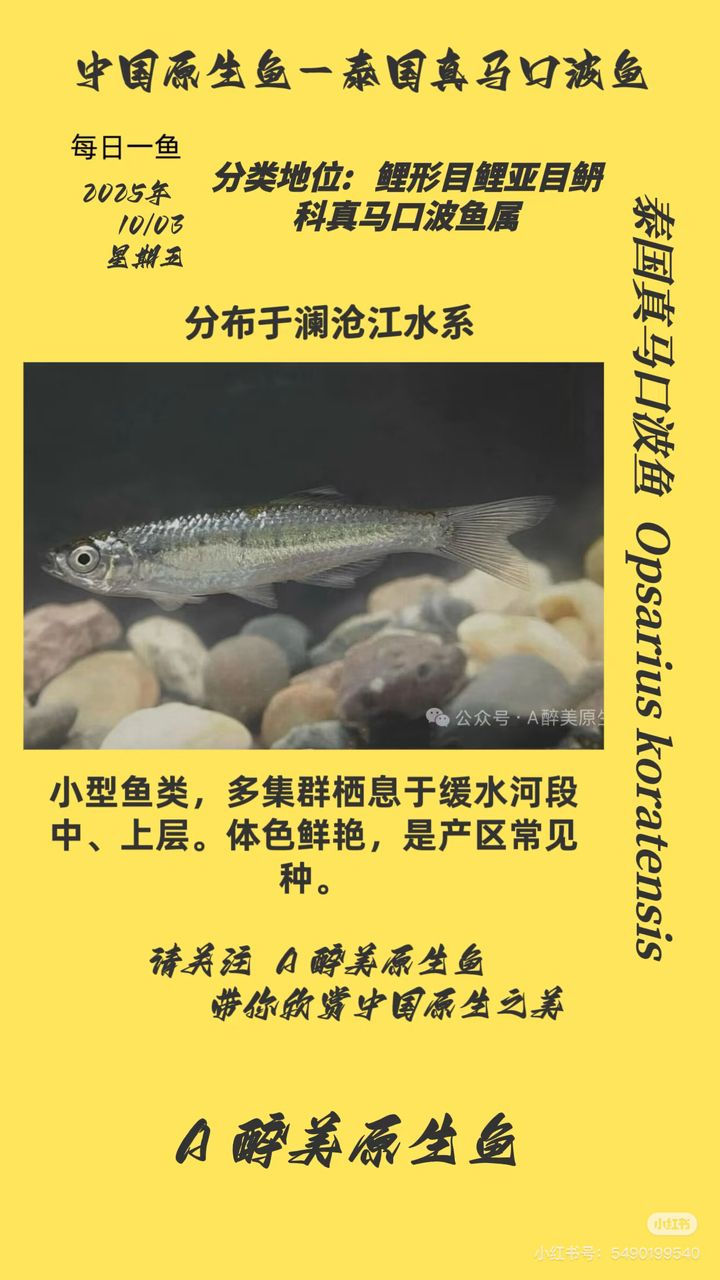 泰國真馬口波魚 泰國真馬口波魚 龍魚論壇