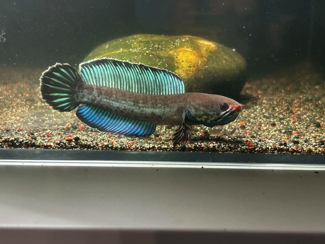 奶茶雷龍魚飼養難度大嗎（(一)河北老王奶茶雷龍飼養全攻略） 奶茶雷龍魚飼養難度大嗎（(一)河北老王奶茶雷龍飼養全攻略） 龍魚百科 第4張
