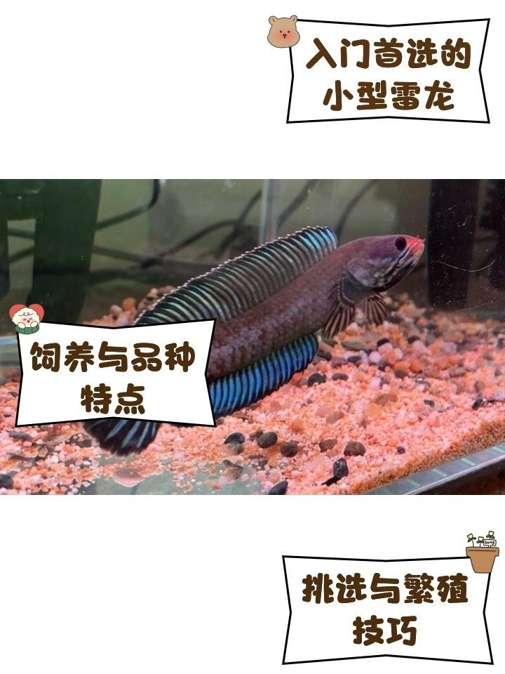 奶茶雷龍魚飼養難度大嗎（(一)河北老王奶茶雷龍飼養全攻略） 奶茶雷龍魚飼養難度大嗎（(一)河北老王奶茶雷龍飼養全攻略） 龍魚百科 第12張