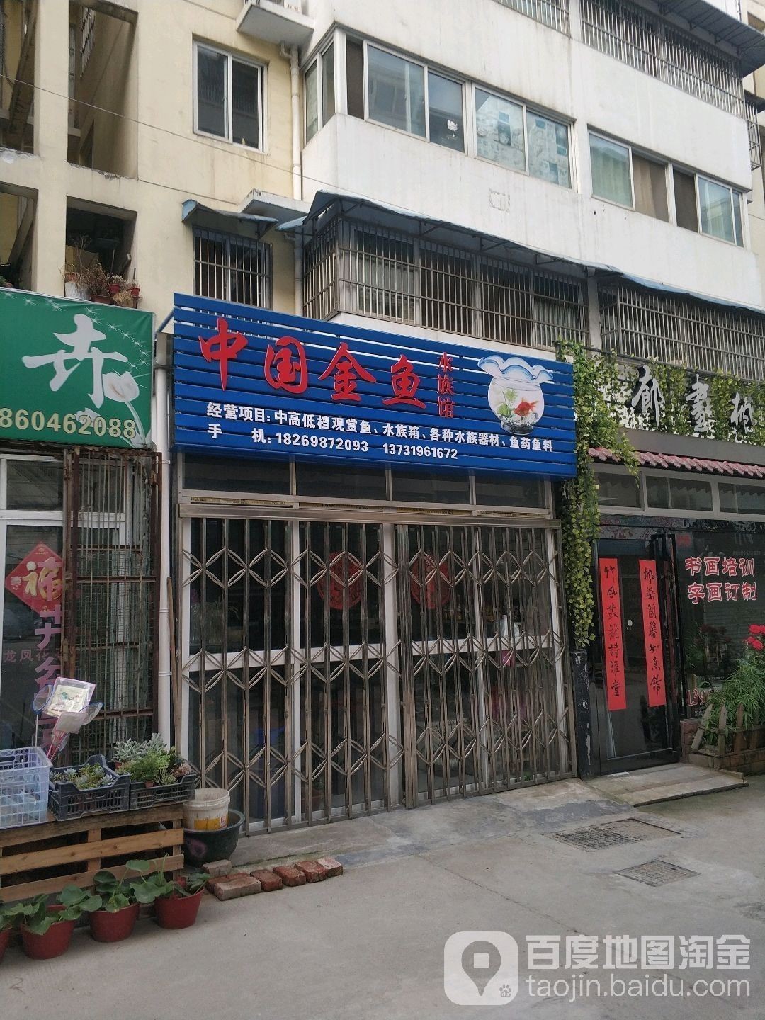 英山哪個水族館龍魚好？祥龍魚場龍魚（英山哪個水族館龍魚好）