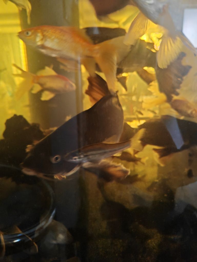 小金魚（小金魚的生態習性、繁殖方式以及在水族館中的養殖管理） 小金魚（小金魚的生態習性、繁殖方式以及在水族館中的養殖管理） 龍魚論壇