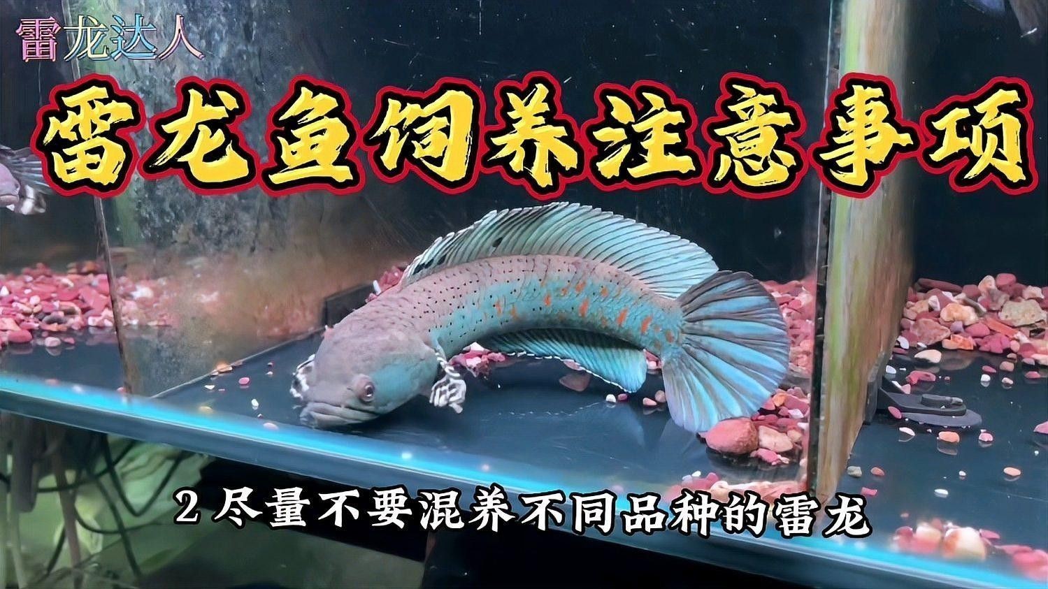 藍(lán)寶石雷龍魚可以混養(yǎng)嗎