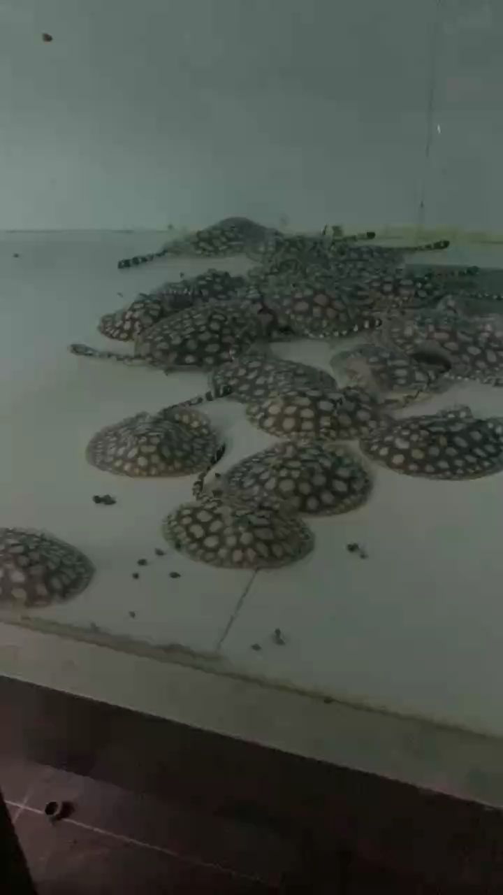 好魚看血統（“好魚看血統”是什么意思）