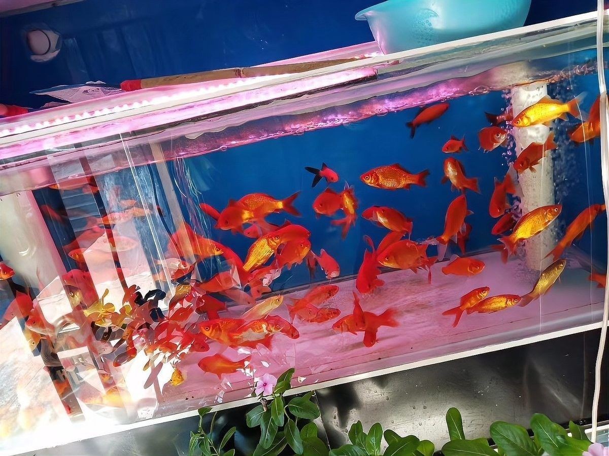 金魚混養(yǎng)需要哪些設(shè)備