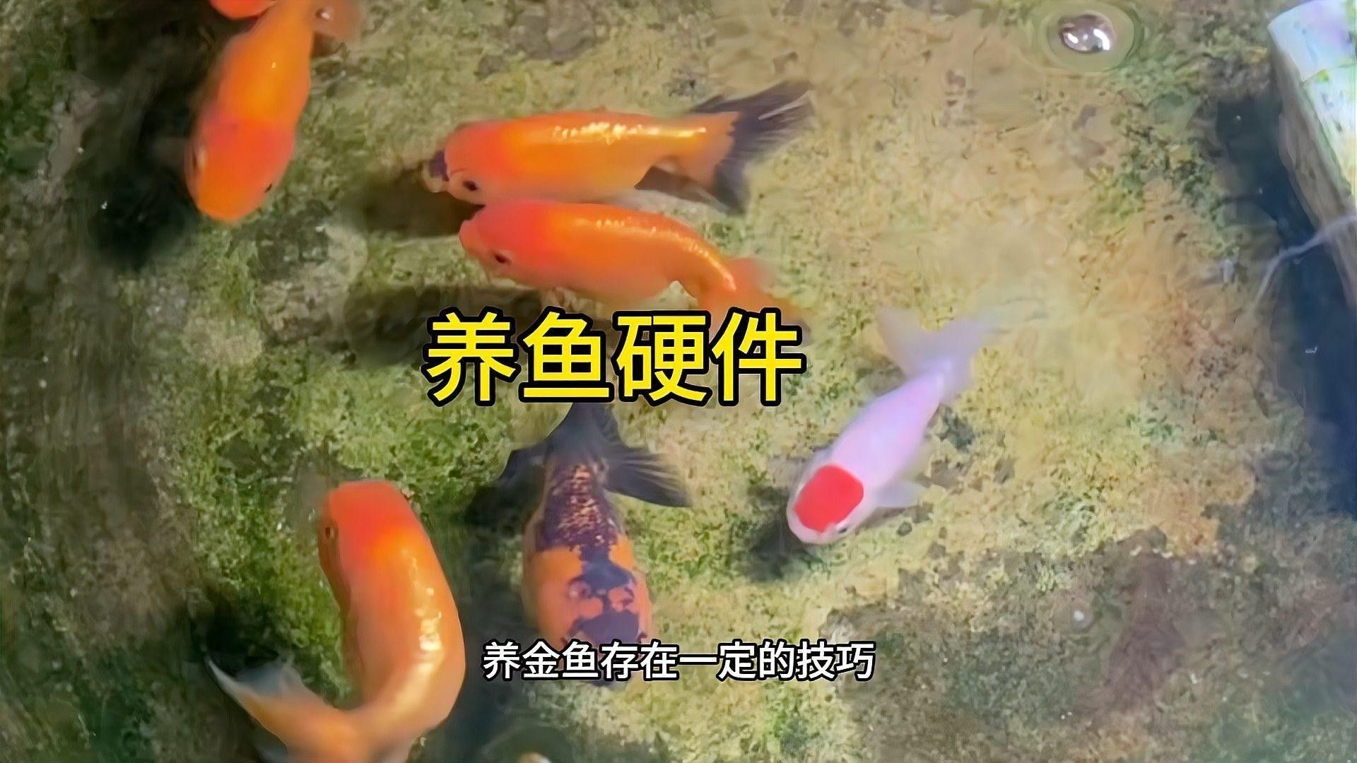 金魚混養(yǎng)需要哪些設(shè)備