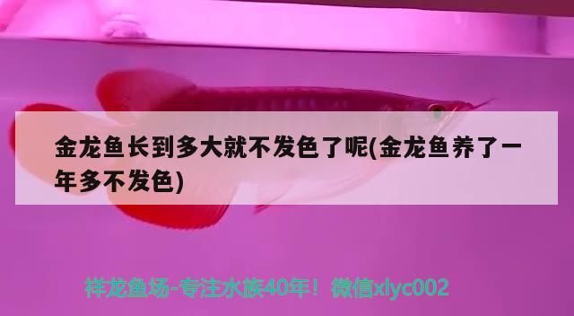 水族缸里，可以養什么比較好看的熱帶魚，容易養的，缸是60 水族缸里，可以養什么比較好看的熱帶魚，容易養的，缸是60 觀賞魚百科 第2張