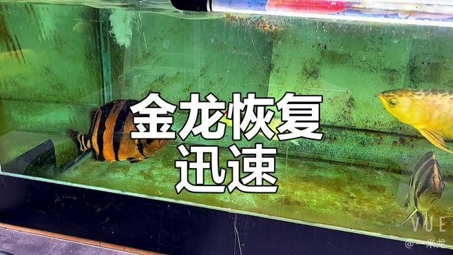 如何用Adobe Photoshop處理金龍魚照片（adobephotoshop金龍魚照片調色技巧）