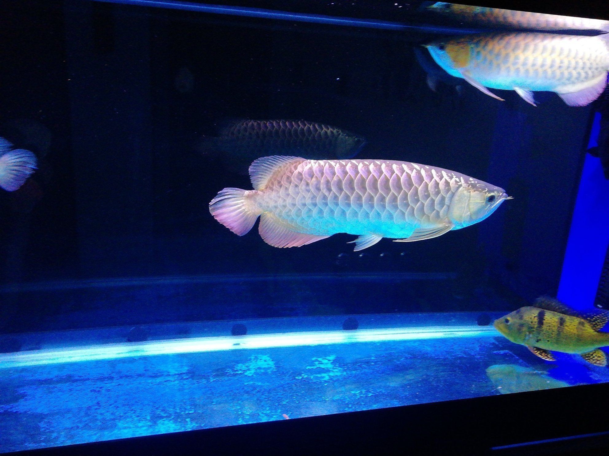 翻鰓金魚的鑒賞，呼倫貝爾觀賞魚市場淺談翻鰓金魚市場的發(fā)展現(xiàn)狀