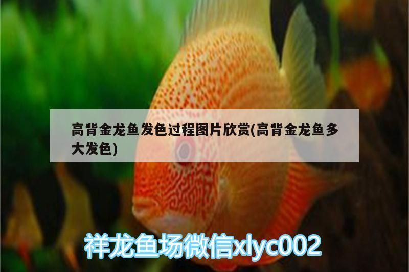 高背金龍魚發色過程圖片欣賞(高背金龍魚多大發色)