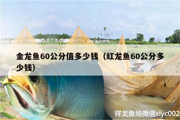 金龍魚60公分值多少錢（紅龍魚60公分多少錢）