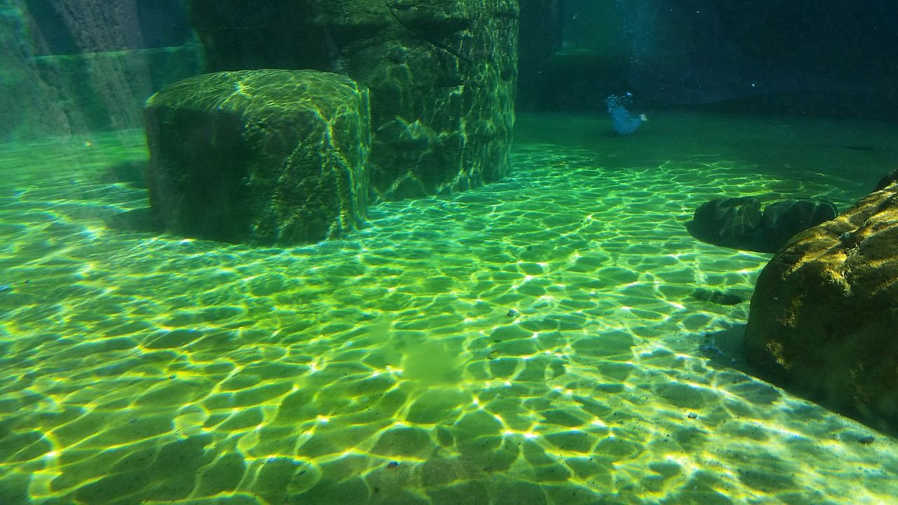 水族照片（水族圖片大全可愛）