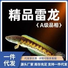 如何搜索到更多紅龍魚高清大圖？