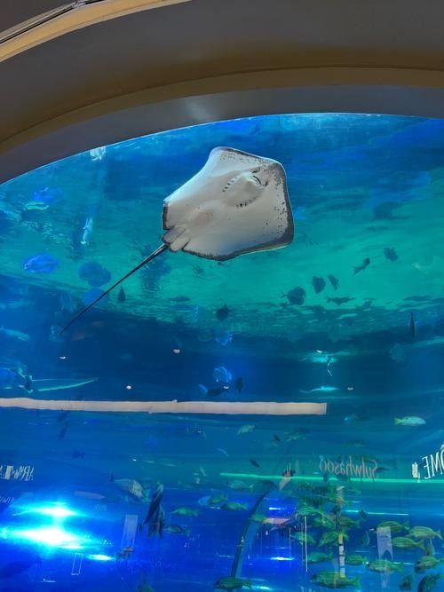 盧氏哪個(gè)水族館龍魚好？祥龍魚場(chǎng)龍魚（盧氏縣水族館祥龍魚場(chǎng)龍魚養(yǎng)殖）