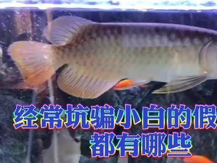 如何辨別真假紅金龍魚？（如何辨別真假紅金龍魚）