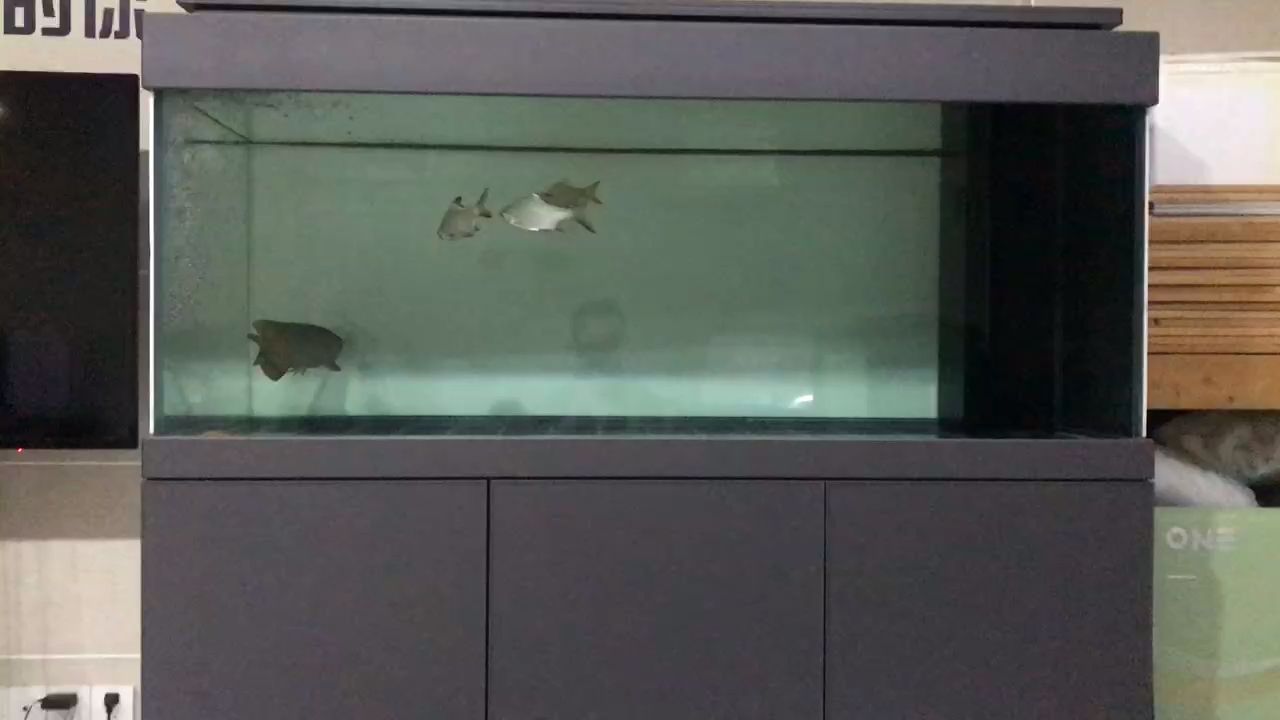 龍魚打架后多久會(huì)感染，魚打架后多久會(huì)感染這個(gè)問(wèn)題涉及到龍魚的生理和生理和行為特點(diǎn) 龍魚打架后多久會(huì)感染，魚打架后多久會(huì)感染這個(gè)問(wèn)題涉及到龍魚的生理和生理和行為特點(diǎn) 龍魚百科 第2張