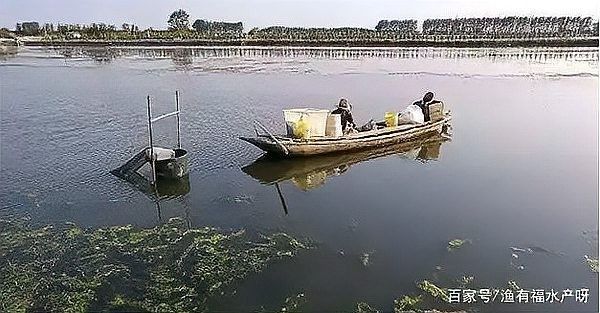 如何預防水霉病和菌膜？（養魚經驗分享《水霉交叉感染》水霉病綜合預防措施）