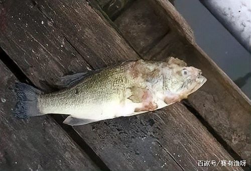 如何預防水霉病和菌膜？（養魚經驗分享《水霉交叉感染》水霉病綜合預防措施）