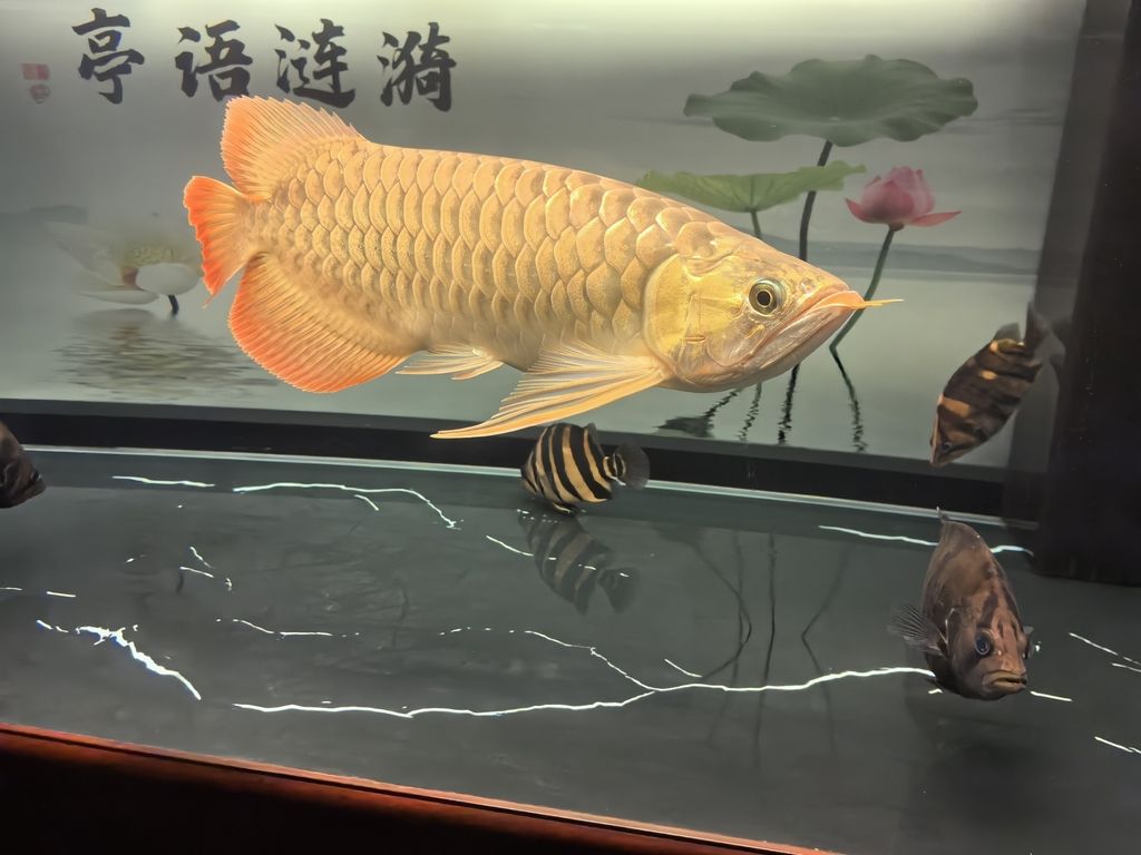 堅持愛好（zizai評論：堅持愛好對于個人發(fā)展的重要性及其對個人成長的影響） 堅持愛好（zizai評論：堅持愛好對于個人發(fā)展的重要性及其對個人成長的影響） 龍魚論壇 第1張