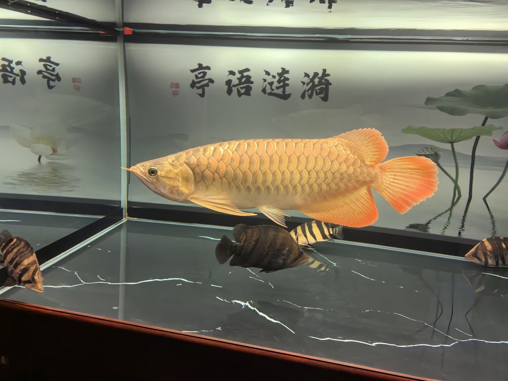 堅持愛好（zizai評論：堅持愛好對于個人發(fā)展的重要性及其對個人成長的影響） 堅持愛好（zizai評論：堅持愛好對于個人發(fā)展的重要性及其對個人成長的影響） 龍魚論壇 第2張