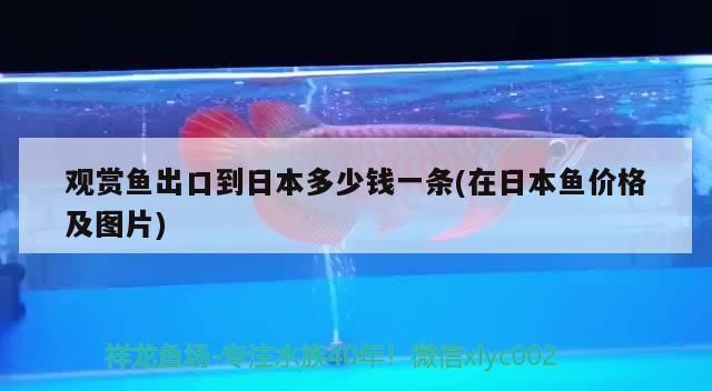 觀賞魚出口到日本多少錢一條(在日本魚價格及圖片)（觀賞魚出口到日本多少錢一條）
