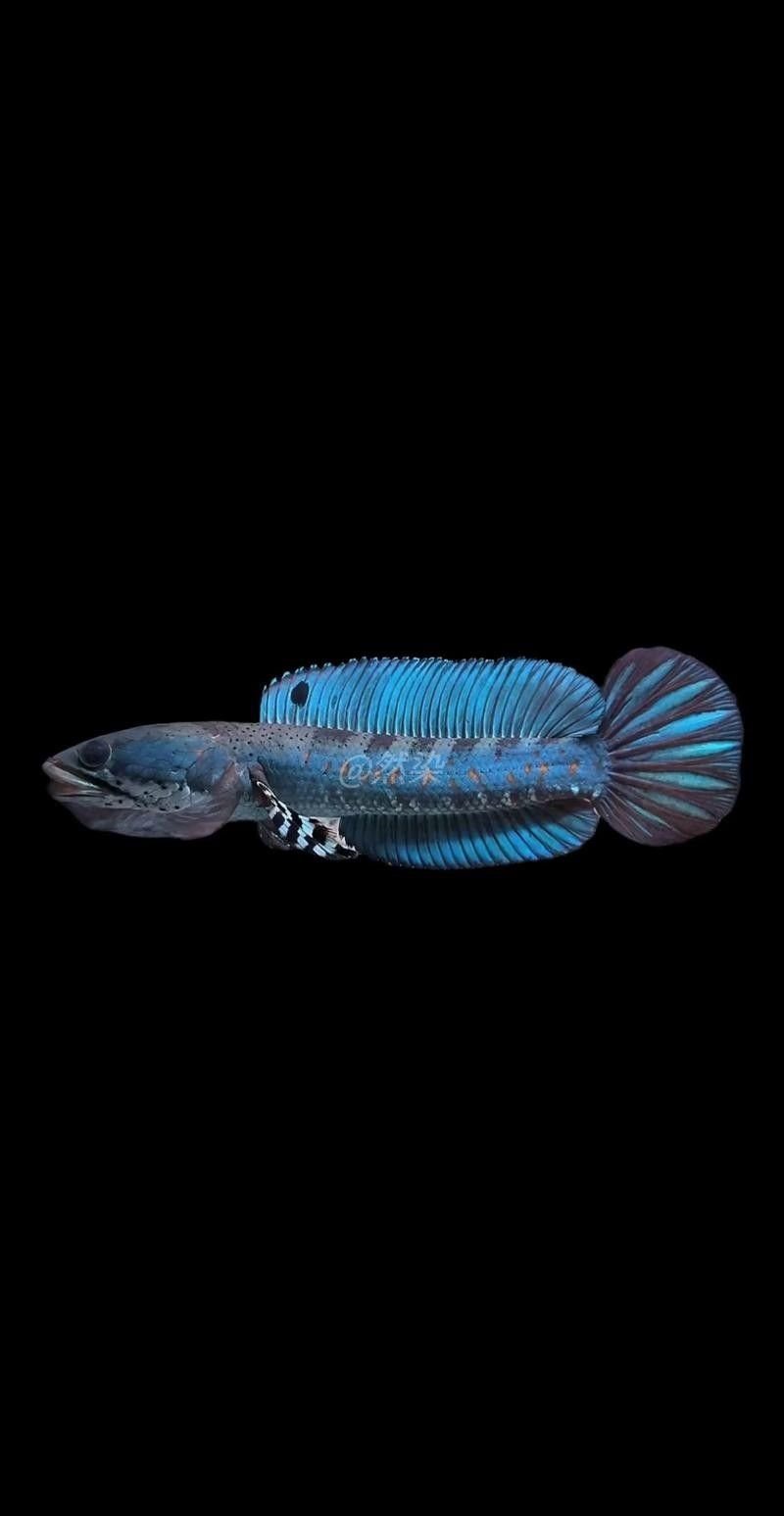 雷龍魚與恐龍魚有何區(qū)別（雷龍魚與恐龍魚的區(qū)別）