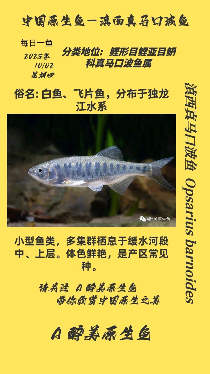 滇西真馬口波魚（滇西真馬口波魚具有滋補身體、清熱解毒的功效，傳統中醫記載）