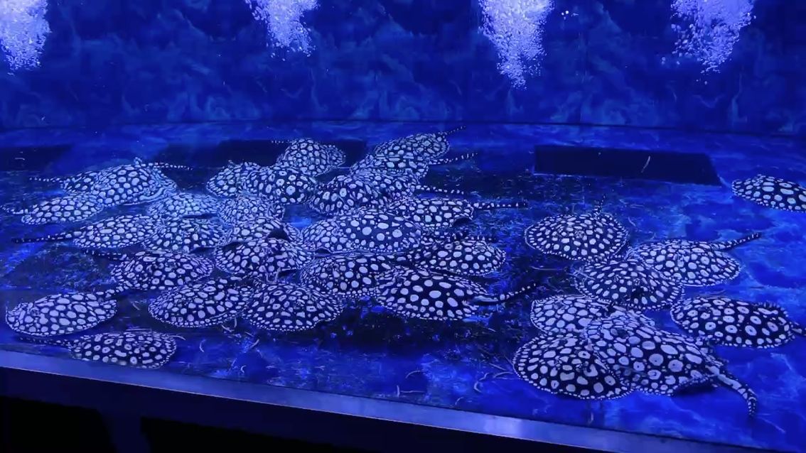 吞金獸進食（“吞金獸”對現代社會的影響）