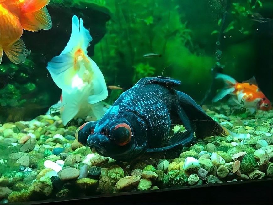 龍魚死亡后如何處理以延緩腐?。堲~死亡后多久需要處理？）
