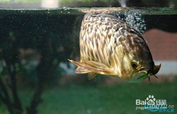 龍魚死亡后如何處理以延緩腐敗（龍魚死亡后多久需要處理？）
