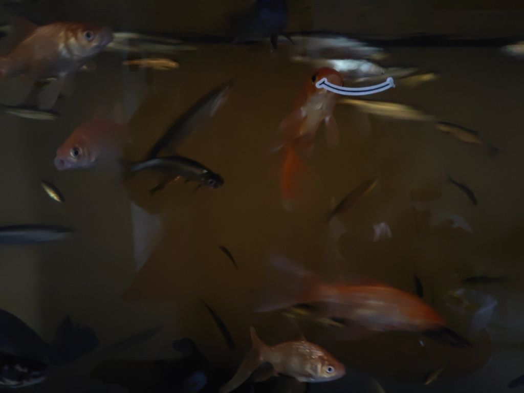 小金魚（小金魚養殖與護理） 小金魚（小金魚養殖與護理） 龍魚論壇