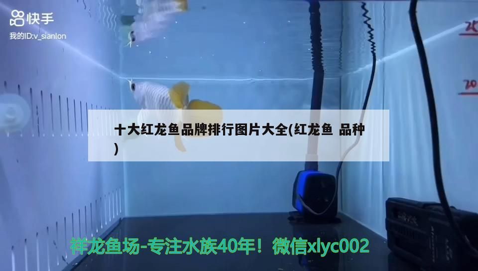 十大紅龍魚品牌排行圖片大全(紅龍魚品種)（十大紅龍魚品牌排行圖片大全）