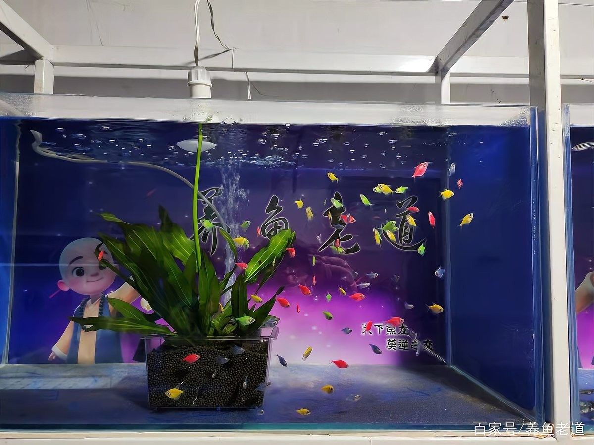 龍魚缸中清潔魚的最佳數(shù)量是多少（龍魚缸中清潔魚的數(shù)量取決于多種因素）