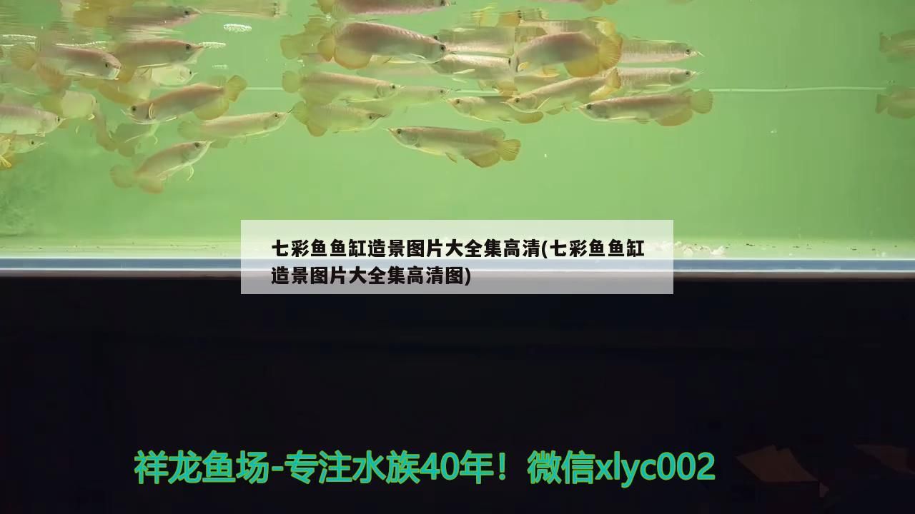 七彩魚魚缸造景圖片大全集高清(七彩魚魚缸造景圖片大全集高清圖)（七彩魚缸造景圖片大全集高清圖片大全集高清圖片大全）