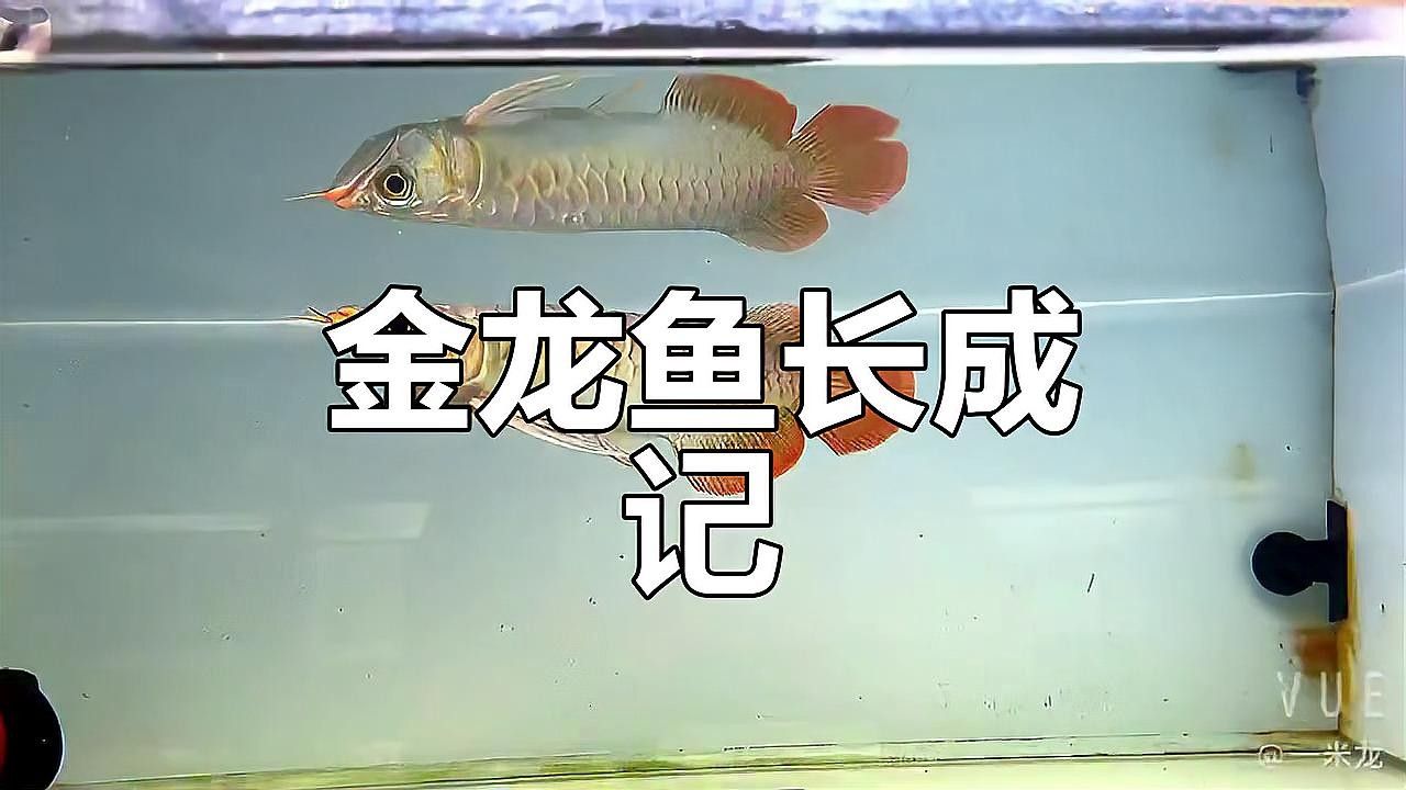 如何判斷金頭金龍魚是否性成熟（養魚老道，過背金龍魚，如何區分金龍魚）