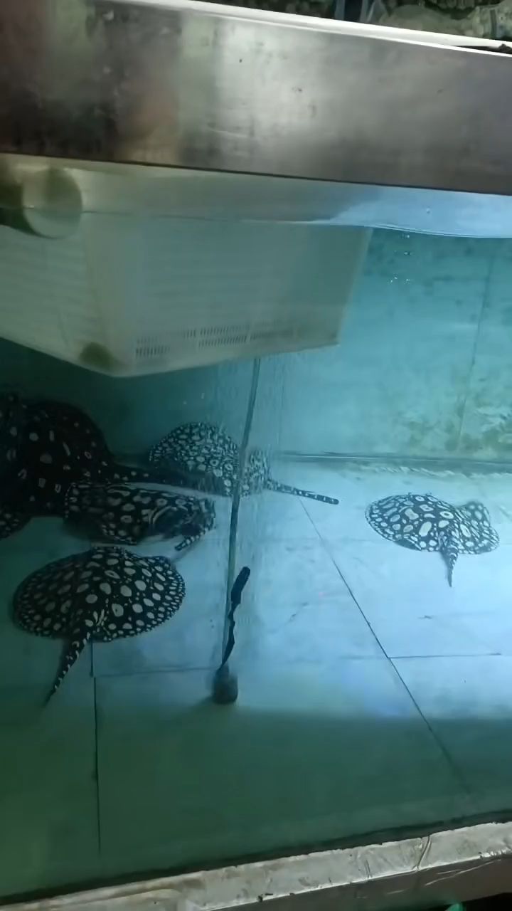 生小魚，（生小魚的生物學原理）
