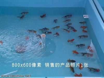 觀賞魚交易平臺哪個好一點（如何選擇觀賞魚交易平臺）