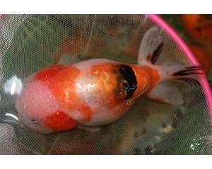 觀賞魚交易平臺哪個好一點（如何選擇觀賞魚交易平臺）