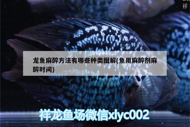 我的虎魚真菌感染了要怎么處理 龍魚麻醉方法有哪些種類圖解(魚用麻醉劑麻醉時間)(龍魚麻醉方法有哪些種類圖解) 觀賞魚百科 龍魚麻醉方法有哪些種類圖解(魚用麻醉劑麻醉時間)(龍魚麻醉方法有哪些種類圖解) 龍魚麻醉方法有哪些種類圖解(魚用麻醉劑麻醉時間)(龍魚麻醉方法有哪些種類圖解) 觀賞魚百科