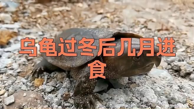 火龍魚冬天多久喂一次（火龍魚冬季喂食頻率）
