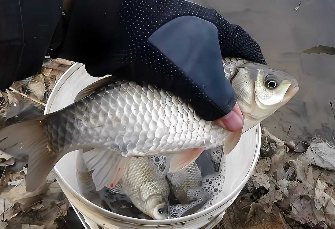 火龍魚冬天多久喂一次（火龍魚冬季喂食頻率）