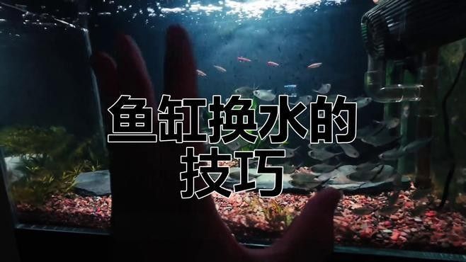 換水時如何避免刺激龍魚（養龍須知:龍魚換水有什么注意事項）