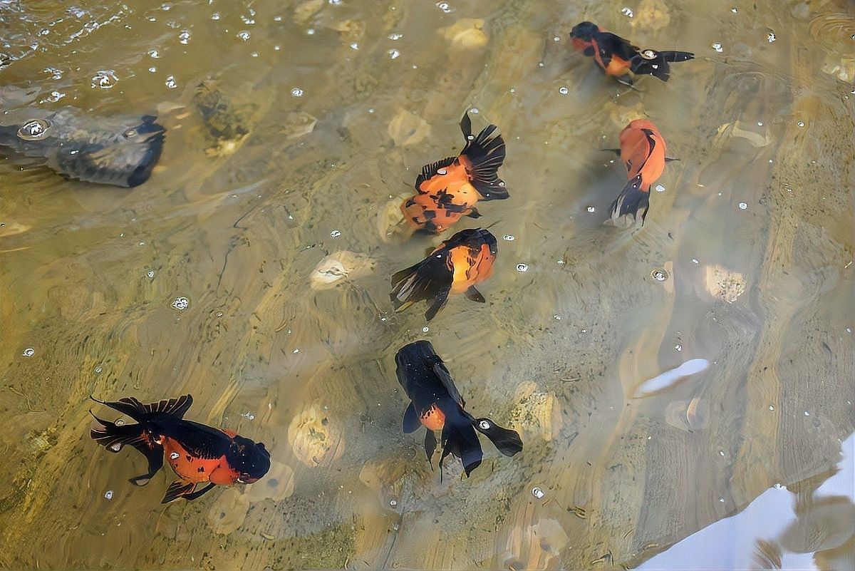 換水時如何避免刺激龍魚（養龍須知:龍魚換水有什么注意事項）