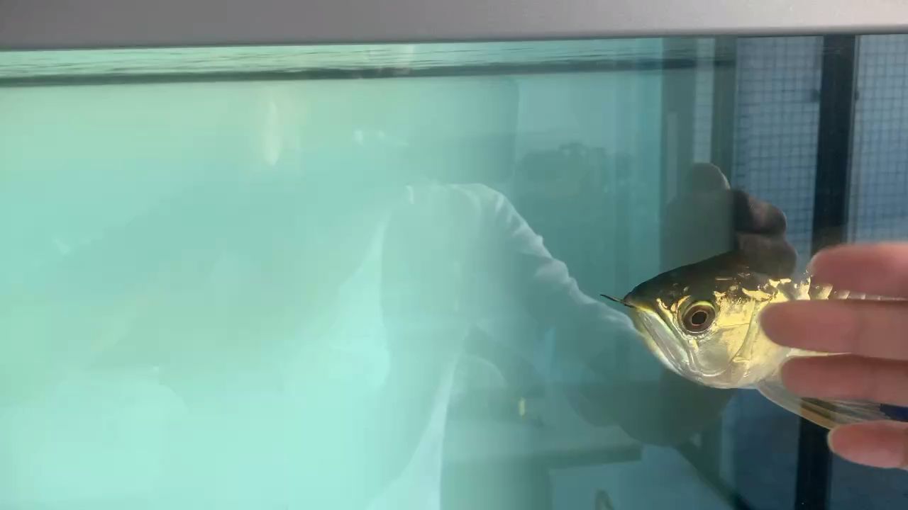 鸚鵡魚和銀龍魚混養怎樣喂食 逗一逗(《逗一逗》——一部充滿幽默與智慧的喜劇作品) 龍魚論壇 逗一逗(《逗一逗》——一部充滿幽默與智慧的喜劇作品) 逗一逗(《逗一逗》——一部充滿幽默與智慧的喜劇作品) 龍魚論壇