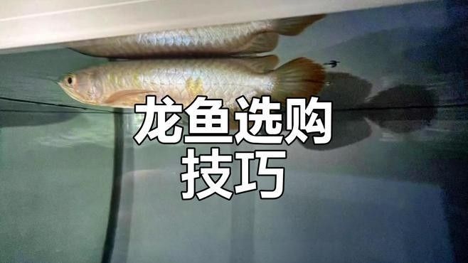 如何辨別新加坡紅龍魚的真偽（新加坡紅龍魚的真偽辨別技巧） 如何辨別新加坡紅龍魚的真偽（新加坡紅龍魚的真偽辨別技巧） 龍魚百科 第8張