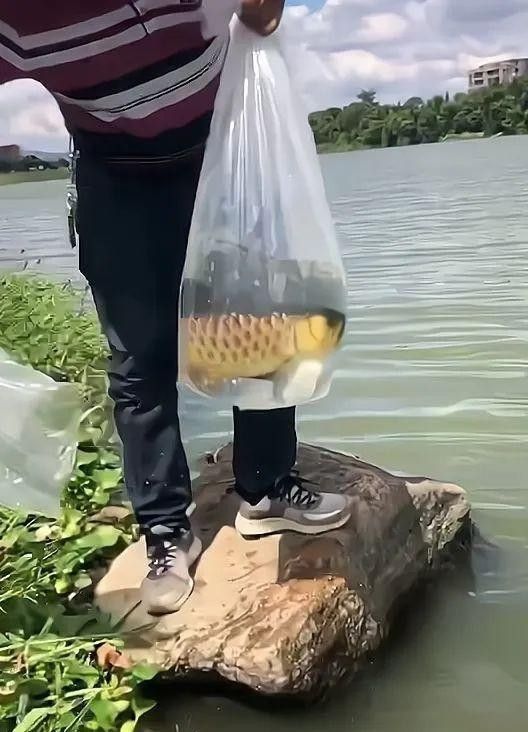 金龍魚放生后能否繁殖？（男子放生金龍魚遭網(wǎng)友抵制,男子卻稱還其自由小胡漁記） 金龍魚放生后能否繁殖？（男子放生金龍魚遭網(wǎng)友抵制,男子卻稱還其自由小胡漁記） 龍魚百科 第4張