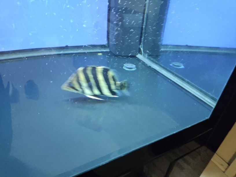 嘉峪關哪里有賣魚缸的店啊電話號碼：嘉峪關水族館在哪（嘉峪關水族館和嘉峪關銳界怎么選） 嘉峪關哪里有賣魚缸的店啊電話號碼：嘉峪關水族館在哪（嘉峪關水族館和嘉峪關銳界怎么選） 觀賞魚百科 第1張