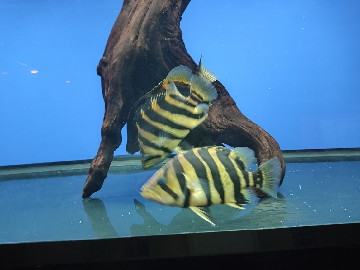 嘉峪關哪里有賣魚缸的店啊電話號碼：嘉峪關水族館在哪（嘉峪關水族館和嘉峪關銳界怎么選） 嘉峪關哪里有賣魚缸的店啊電話號碼：嘉峪關水族館在哪（嘉峪關水族館和嘉峪關銳界怎么選） 觀賞魚百科 第2張