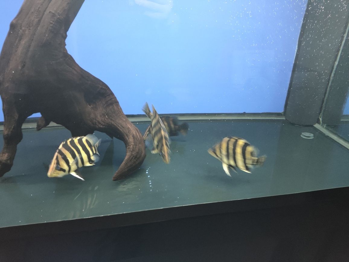 嘉峪關哪里有賣魚缸的店啊電話號碼：嘉峪關水族館在哪（嘉峪關水族館和嘉峪關銳界怎么選） 嘉峪關哪里有賣魚缸的店啊電話號碼：嘉峪關水族館在哪（嘉峪關水族館和嘉峪關銳界怎么選） 觀賞魚百科 第3張