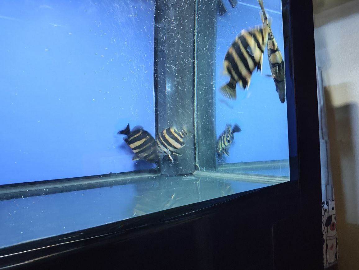 嘉峪關哪里有賣魚缸的店啊電話號碼：嘉峪關水族館在哪（嘉峪關水族館和嘉峪關銳界怎么選） 嘉峪關哪里有賣魚缸的店啊電話號碼：嘉峪關水族館在哪（嘉峪關水族館和嘉峪關銳界怎么選） 觀賞魚百科 第4張