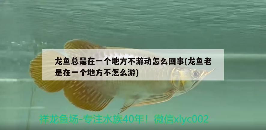 龍魚總是在一個地方不游動怎么回事(龍魚老是在一個地方不怎么游)（關于龍魚的一些問題）